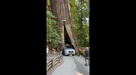 Car Scrapes Through Redwood Trunk