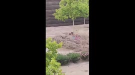 Miraculous rescue: woman clings to tree atop car in dramatic Zaragoza flash floods