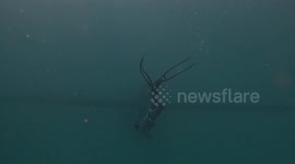 Boat Nearly Hits Diver