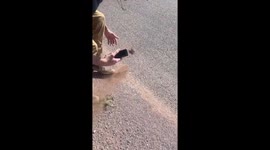 Trying To Catch A Horned Lizard
