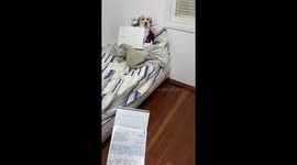 Lazy Doggo Told To Start Paying Bills