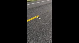 A Rattlesnake On The Road