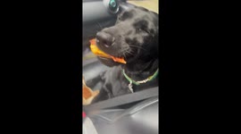 Smiling Doggo Loves Her Biscuits