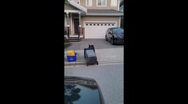 Bear Takes Out The Trash
