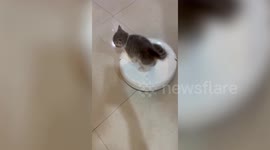 Cute pet Scottish Fold kitten rides robot vacuum cleaner around house
