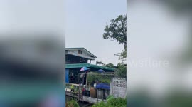 Happy pet Siberian Husky runs around on roof playing in rain