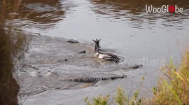 Poor zebra's life flashes before its eyes after being surrounded by hungry crocodiles