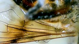 Microscopic close-up view of dead wasp in a building of Paris. Rue de Tolbiac, France.  (# Urban wildlife, bee) 8 july 2023