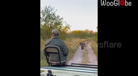 Brave baby elephant does a 'NOPE!' after trying to act tough in front of safari-goers