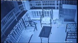 Fearless pet dog fights off leopard that snuck into owner's home in western India