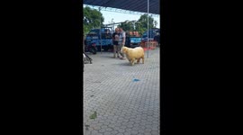 Rare short wooly goat steals the spotlight at Kaligesing goat contest