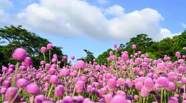Thousand Day Powder Flower Field in Nanning, China