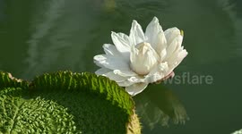 Giant Waterlily Bloom in Nanning, China