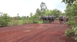 A farmer walking on a quiet country road with his herd of water buffalo.