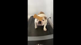English Bulldog Outsmarts Exercise