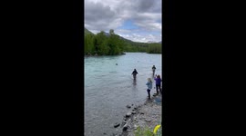 Moose Swimming in Russian River, Alaska