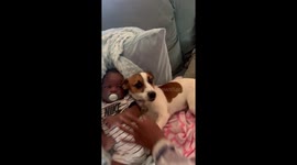 Protective pup says no touching the baby
