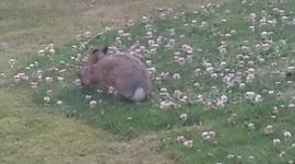 Wild Scottish hare stretching and holding yoga like poses