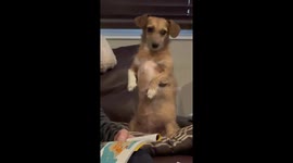 Dog Wiggles And Begs On Two Feet