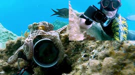 Cheeky octopus makes off with diver's camera in underwater heist