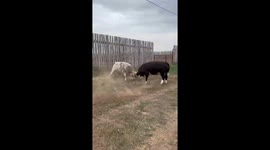 Bull Cows Play Together