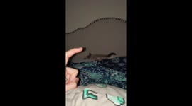 Kitten Keeps Room Safe From Shadows