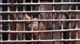 five minute conversation with Sumatran orang hutan...so so sad