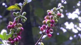 Ethiopian coffee exporters enjoy growing demand in China