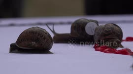 Ready, steady, slow! Snail Racing World Championships take place in UK town