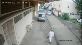 Passerby runs to rescue old man from an attack of furious donkey