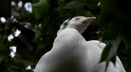 Very Rare White Peacock cleaning its feathers. Paris, Bercy Island, Daumesnil Lake,France. 9 july 2023. Close-up view.  # Urban wildlife