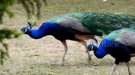 Couple peacocks. Paris. France, Daumesnil Lake, Bercy Island. 9 july 2023.  # Urban wildlife