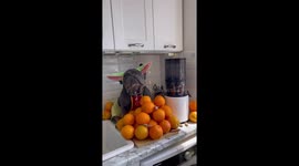 French Bulldog makes juice in Mc Donald’s apron, very cute!