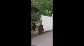 Motorist cheers as bear cubs struggling to climb wall eventually make it to their mother