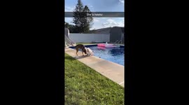 Mischievous Pup Pushes Pooch into Pool