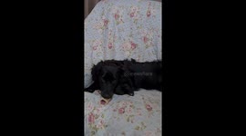 Dog Chills Out With Tongue in Her Bone