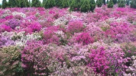 Tourists At Crape Myrtle Garden In Qianxinan, China