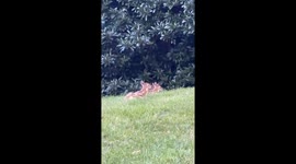 Newborn Fawn Walked Straight Up to Me