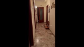 French Bulldog Zoomies