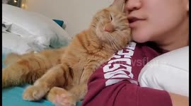 Loving Cat Leans on Owner