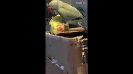 In-love Parrot flies to a male parrot's call on the laptop screen