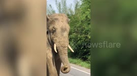 Volunteers have incredible close encounter with wild elephant in Thailand