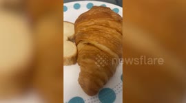 Foodie pet dog chooses buttery croissant over sliced loaf