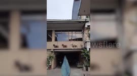 Hilarious pet dog imitates statues lined up outside family home