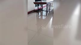 Wild monitor lizard rampages through university classroom in Thailand