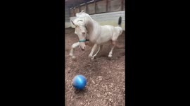White stallion goes bucking wild for ball in his corral