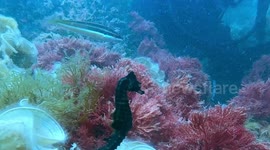 Threatened Seahorses Trapped In Nets Released Back Into Sea In Valencia, Spain