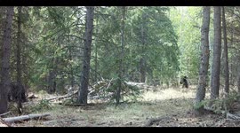 Rogue Bear Cubs Play With Trail Camera