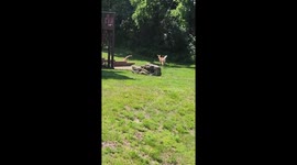 Momma Deer Protects Fawn From Coyote