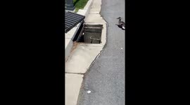 Ducklings Rescued From a Storm Drain and Returned to Their Mother